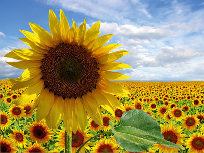 AS #14112554 Marina Ignatova Eine Sonnenblume ragt aus einem Sonnenblumen-Feld heraus